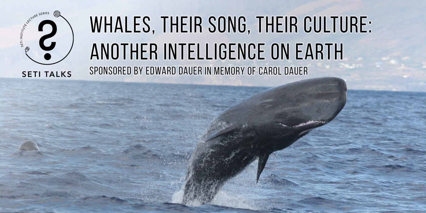 High Breach - Marina Milligan - The Dominica Sperm Whale Project