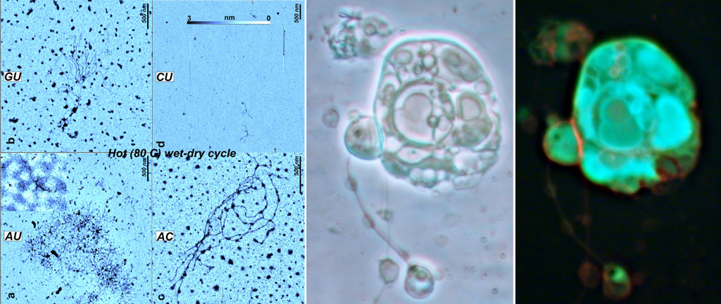 Figure 4. Left: Polymers of RNA monomers visualized under atomic force microscopy as tangled strings and rings (credit: Tue Hassenkam); Right: Phase contrast and fluorescent microscopy images of protocells formed in hot spring conditions at Fly Geyser, Nevada USA (credit: David Deamer).