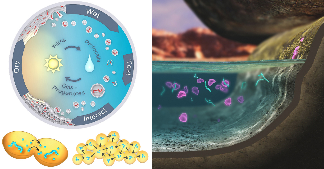 Left: Cycles of polymers that are synthesized in a dry phase bud off into “protocells” in a wet phase, then clump together and interact in a moist, “progenote” phase (bottom); Right: artist’s visualization of protocells in a cycling hot spring pool.