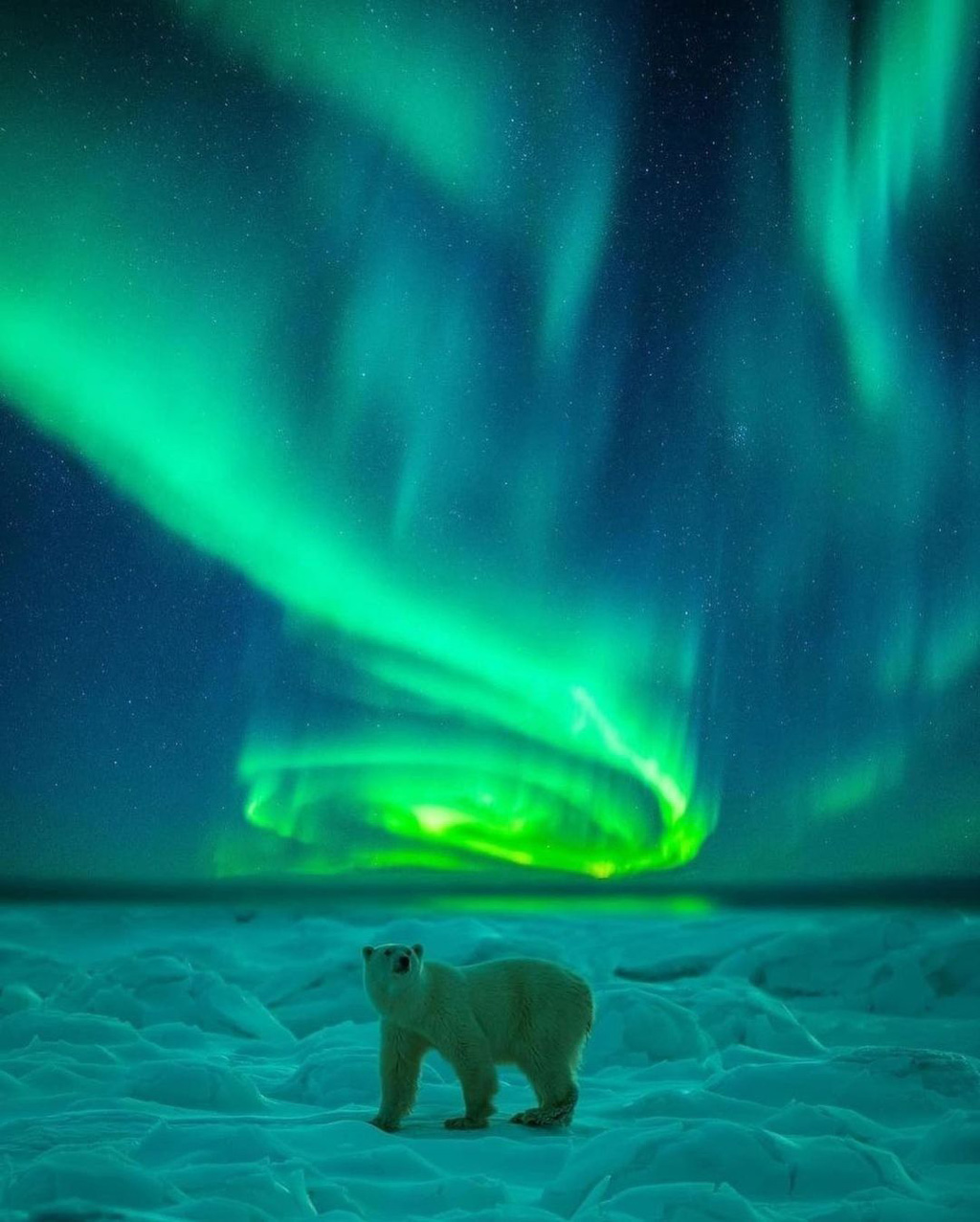 Polar Bear and Aurora Borealis