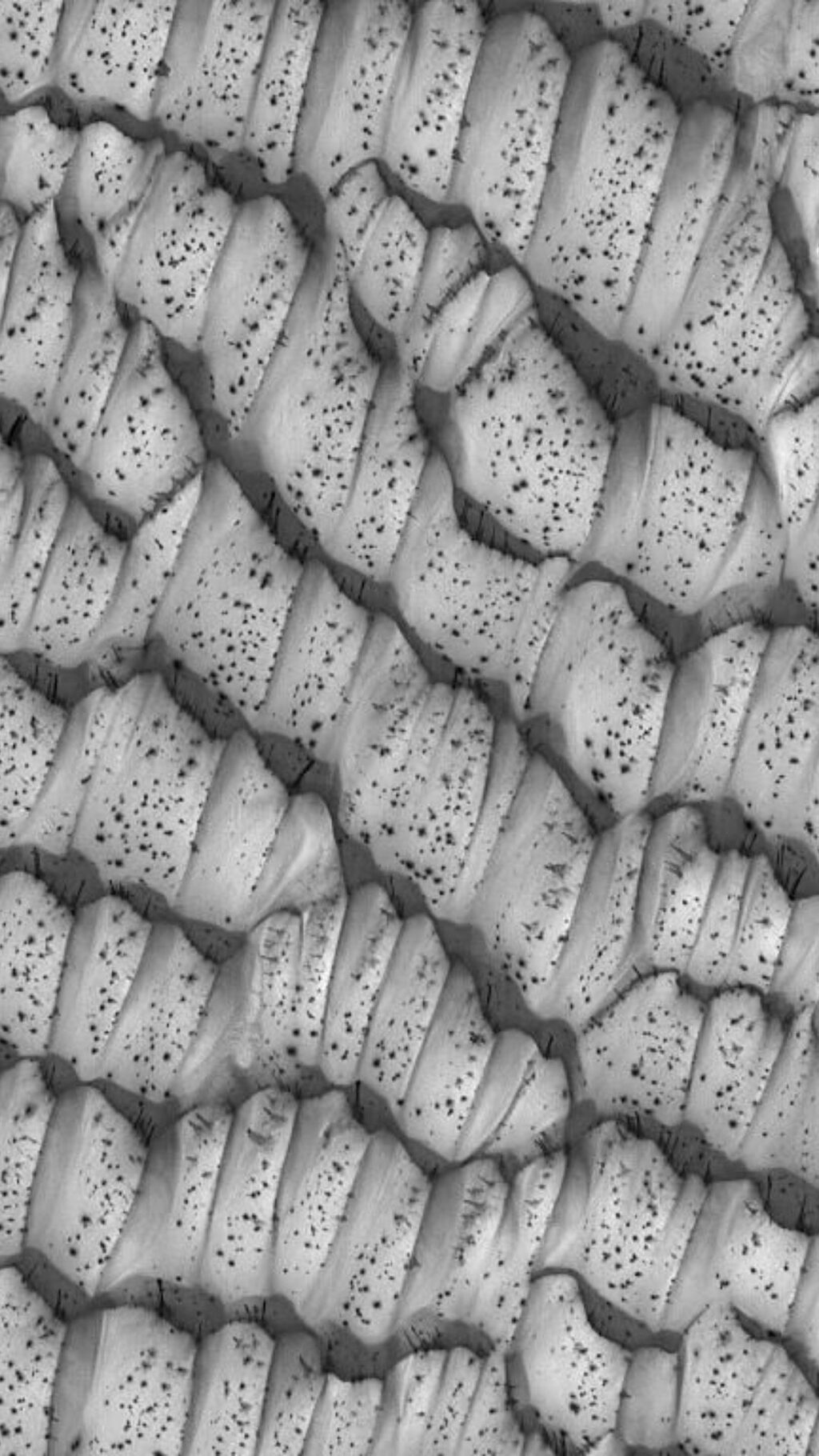 black and white image of the dots on the dunes of Mars, dots resembling ants.