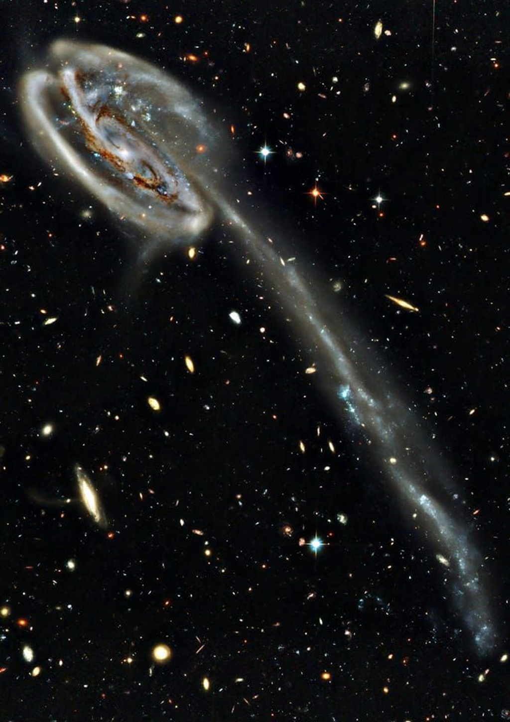 A galaxy known as 'Tadpole' starts in the upper left as a spiral with a long diffuse tail that wraps around and trails all the way down to the bottom right of the image, disturbed by the passage of an unseen galaxy.