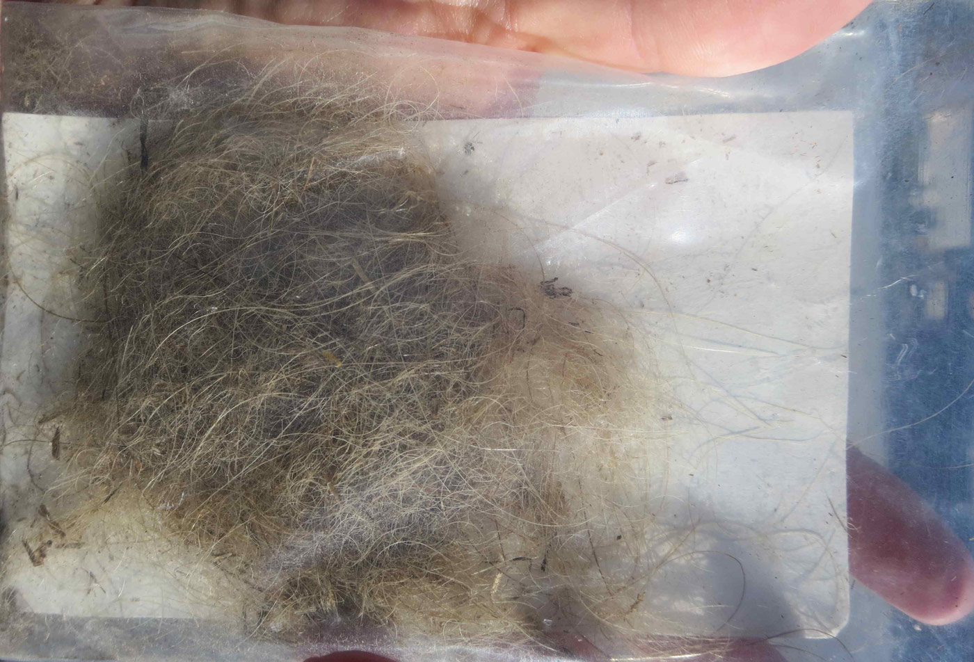 Mammoth Hair