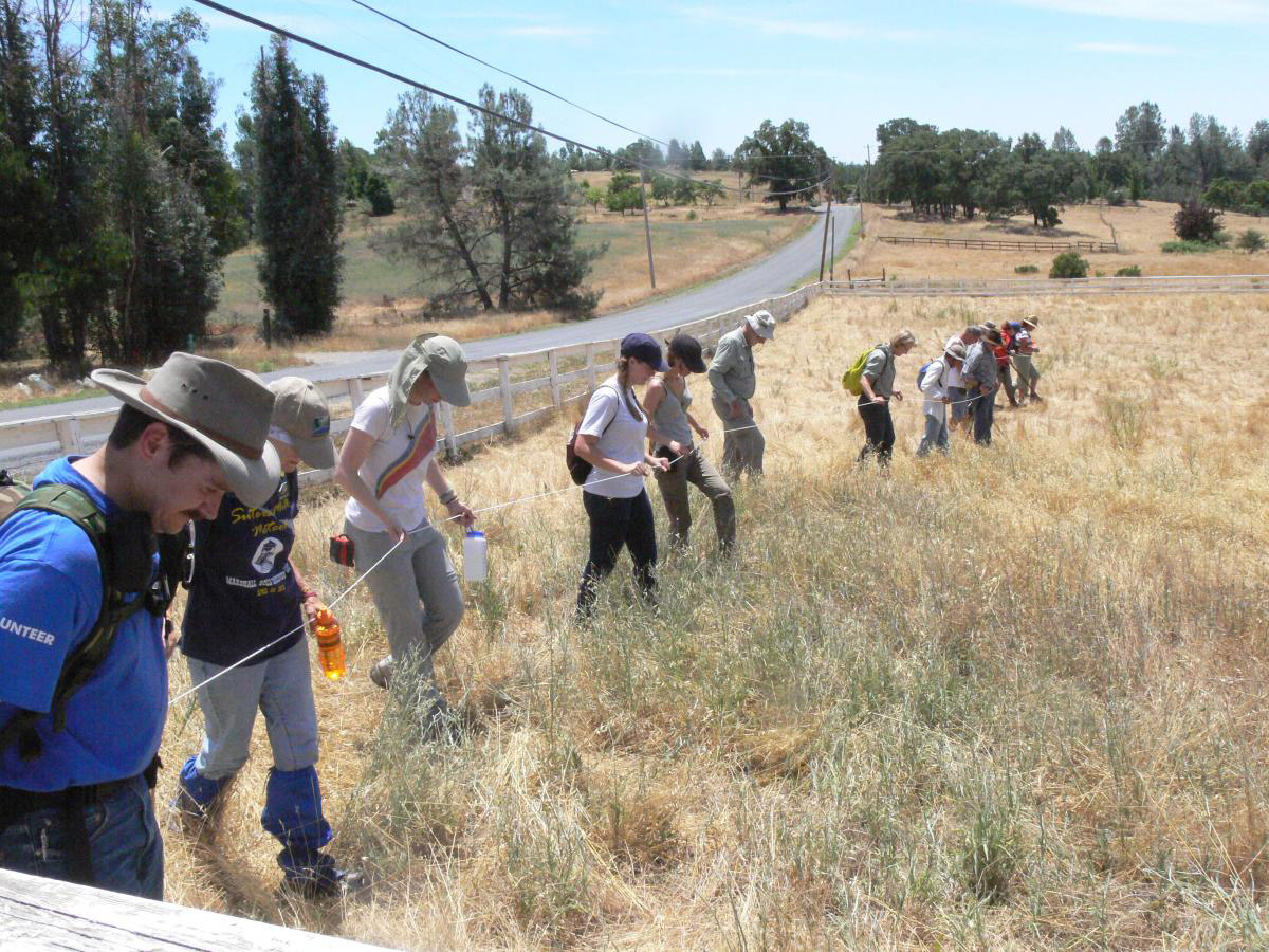 a line of volunteers in a field looking for meteorite fragments