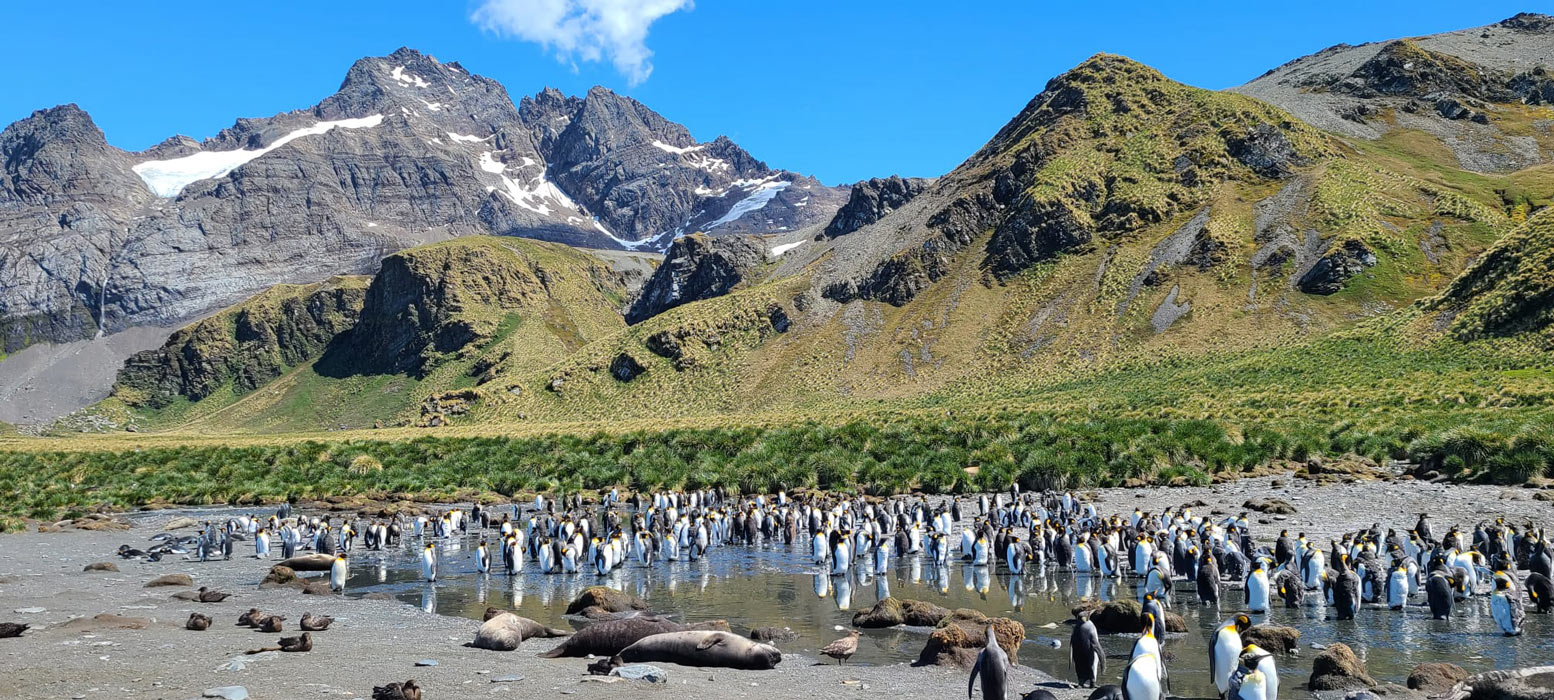 Penguins with the beautiful South Georgian backdrop