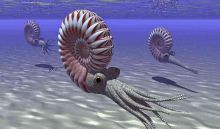 Image of shelled underwater creatures