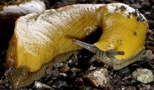 Image of a slug