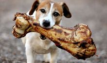 Dog and huge bone