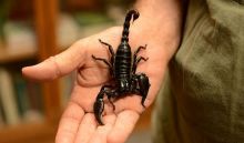 Image of a person holding a scorpion