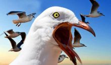 Image of a screaming seagull