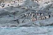December 5, 2021 - Penguins on Island